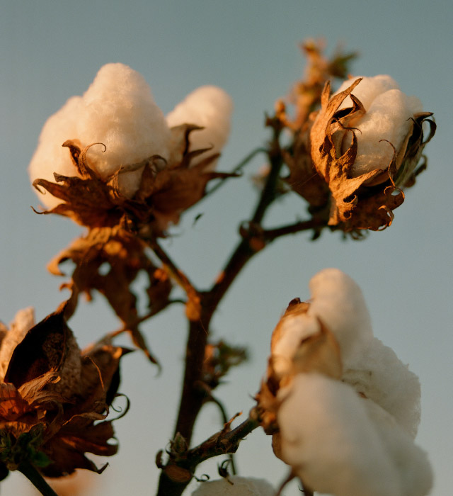 Improving cotton farming globally with Better Cotton