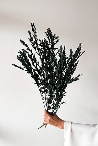 Preserved Small-leaf Gum