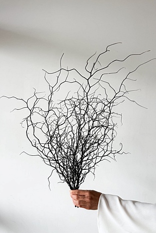 Dried Corokia