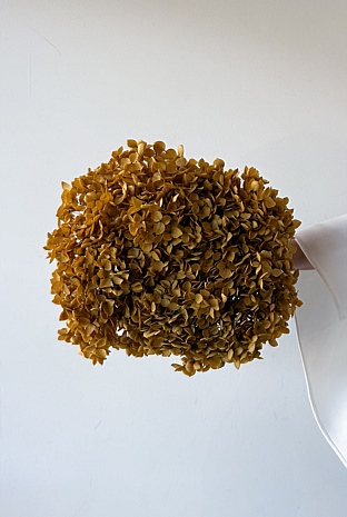 Preserved Small-Leaf Hydrangea Stem