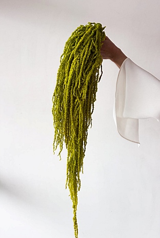 Preserved Amaranthus