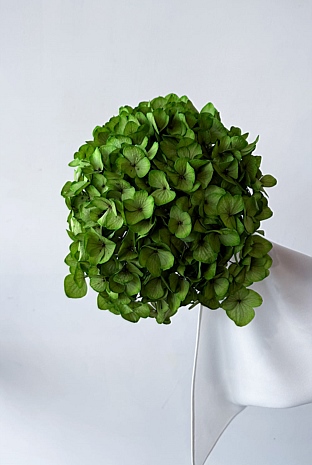 Preserved Large-Leaf Hydrangea Stem