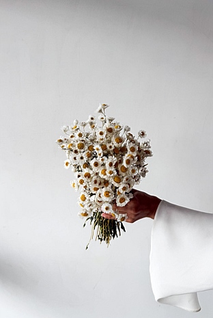 Dried Daisy Bunch