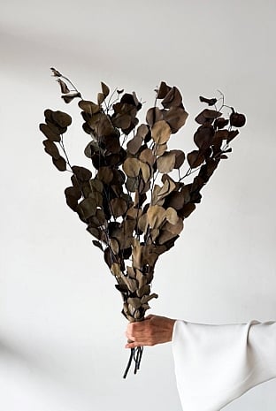 Preserved Polygum Foliage