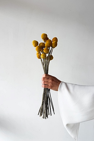 Dried Billy Buttons