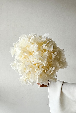 Preserved Large-Leaf Hydrangea Stem