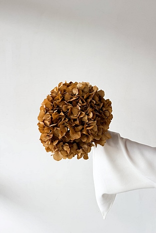 Preserved Large-Leaf Hydrangea Stem